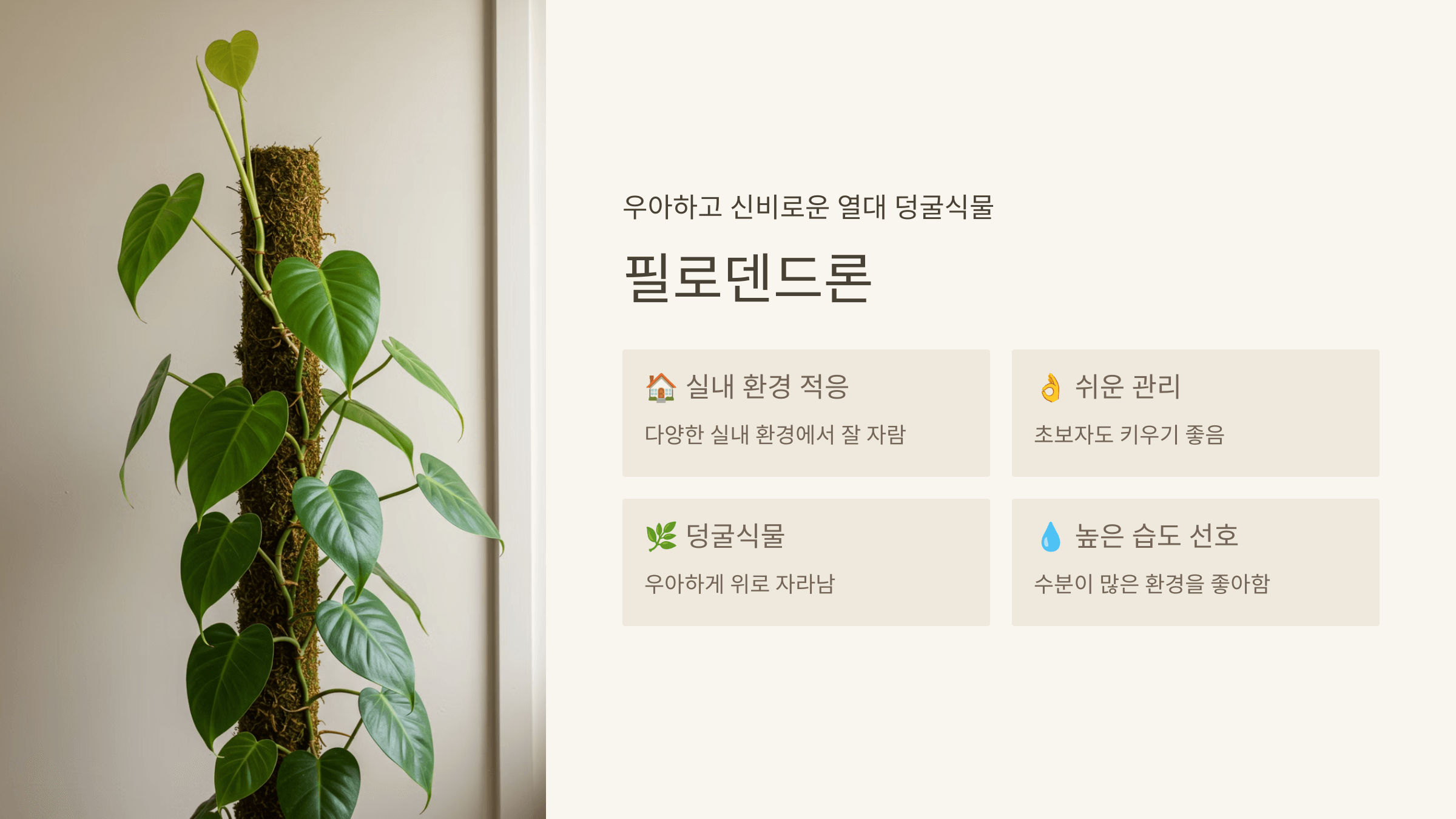 필로덴드론
