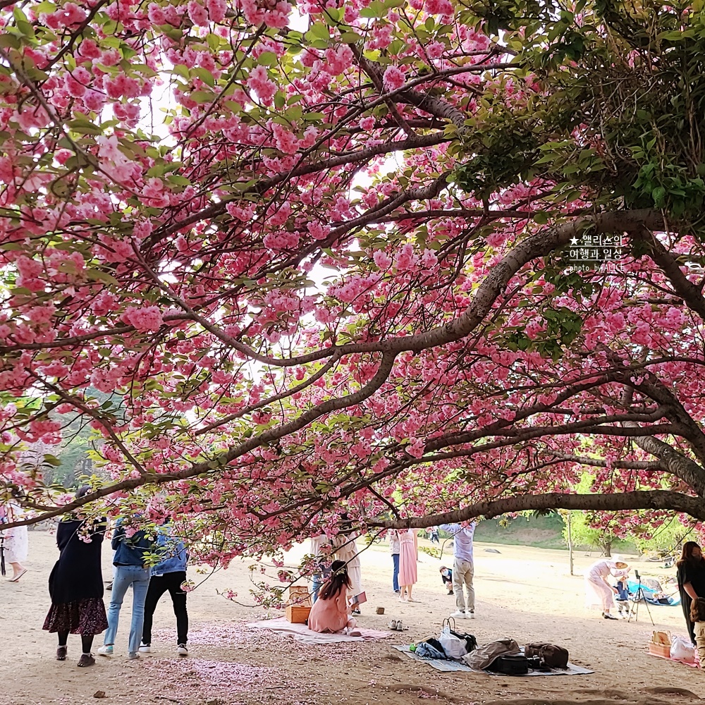 경주 불국사 겹벚꽃 위치, 명소 왕벚꽃 개화시기 (지금 만개), 주차정보