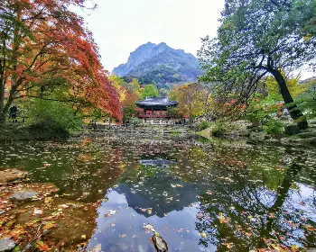 내장산 단풍_15