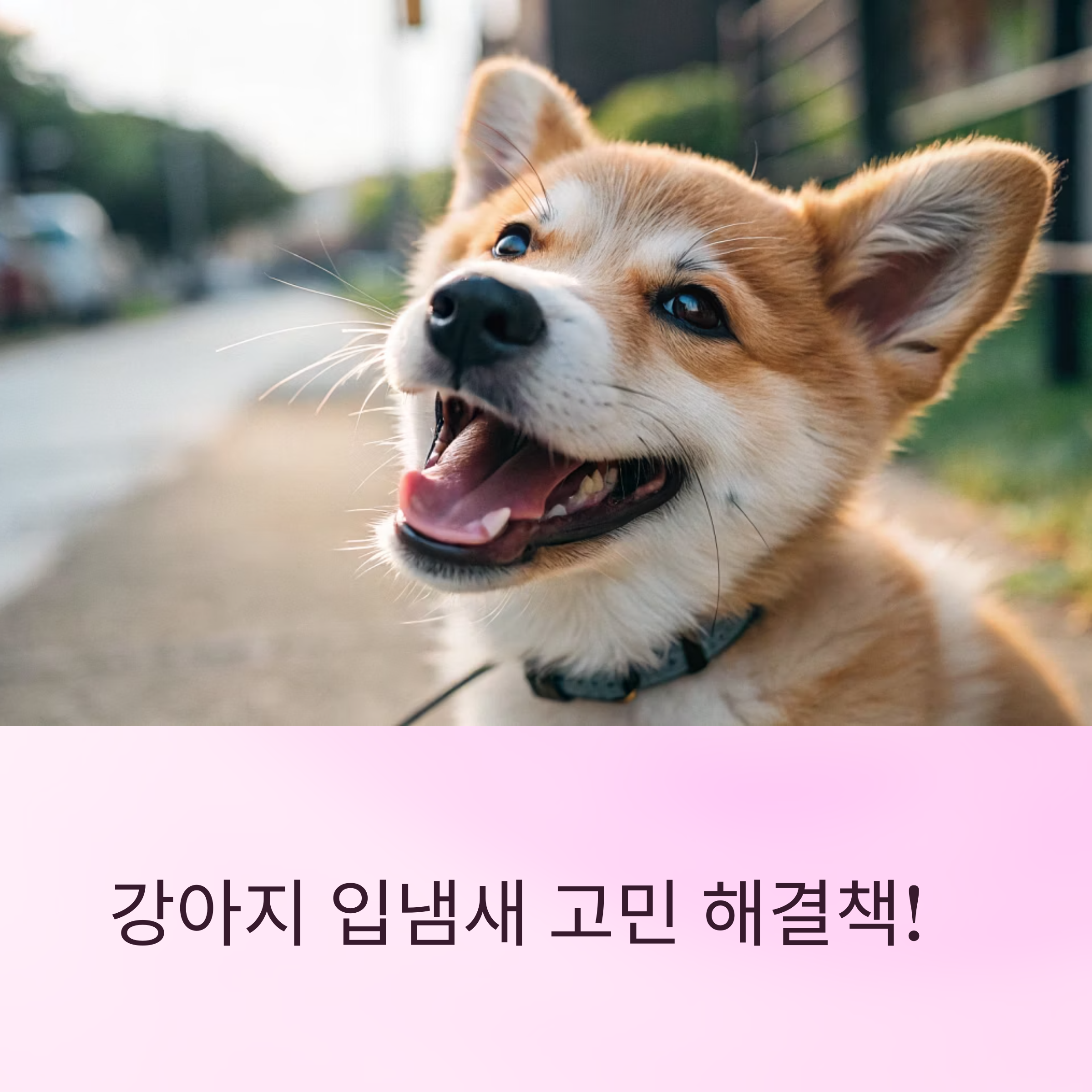 반려견 수제 간식