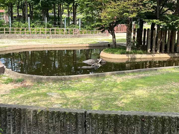 서울동물원_아시아물소