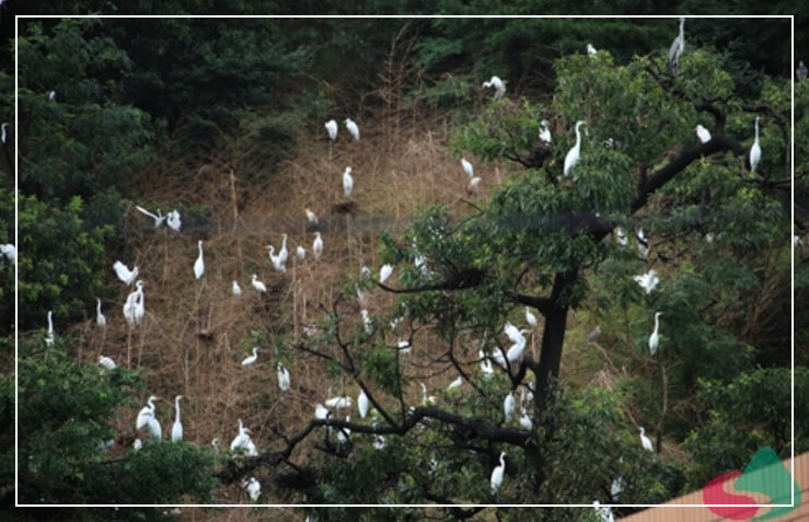 임실 가볼만한곳 베스트10 성가리 왜가리 서식지(야생조류보호구역)