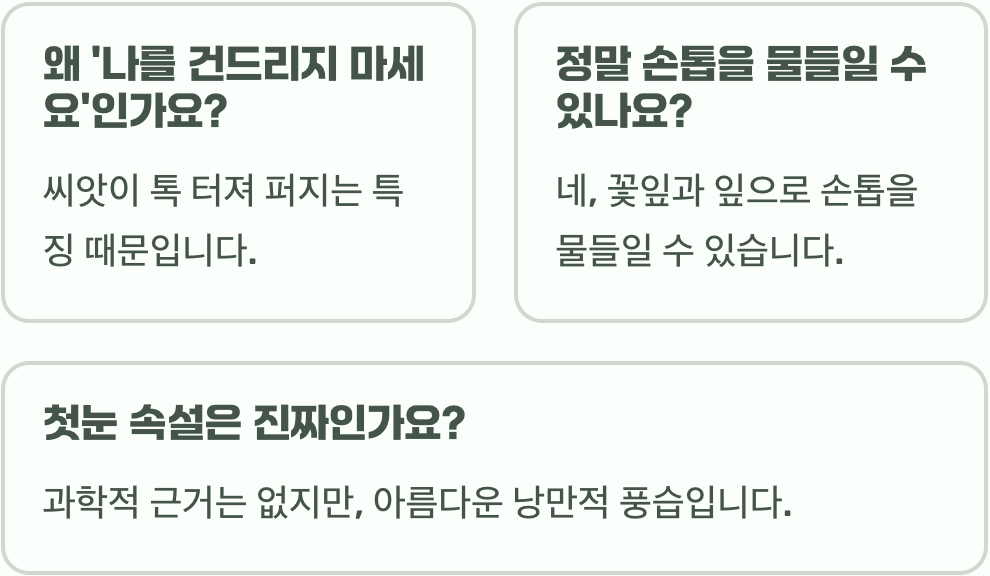봉선화 꽃말 순결, 인내, 그리고 소녀 시절의 추억을 담은 의미