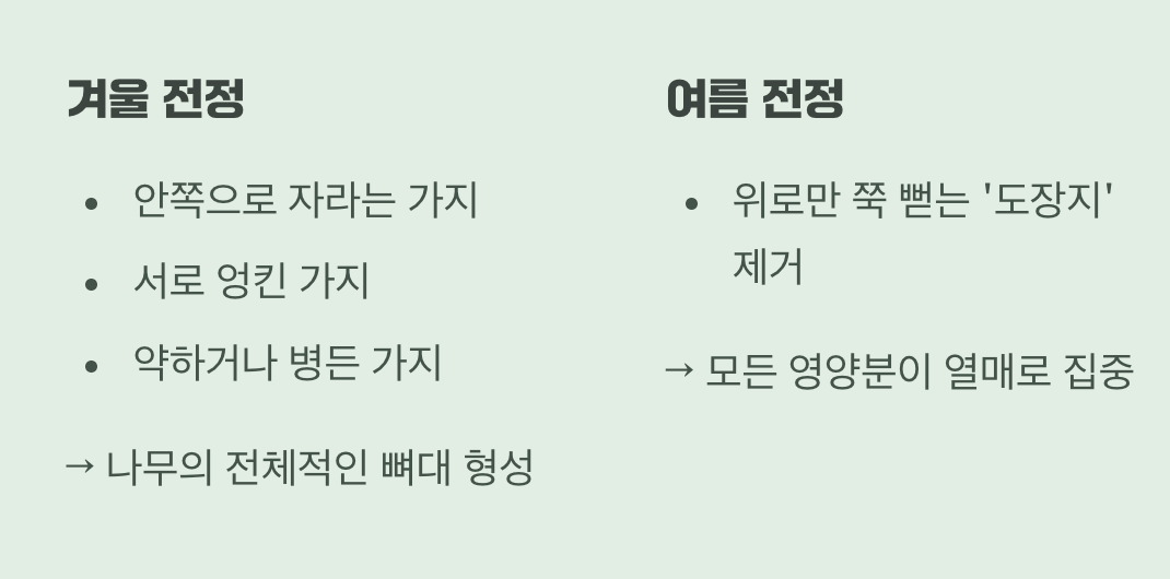 탐스러운 열매를 위한 과감한 가위질 (가지치기)