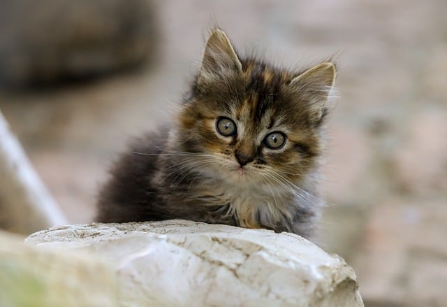 고양이를 구조하는 꿈 해몽 풀이