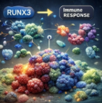 RUNX3 유전자 회복과 항암면역 병용치료