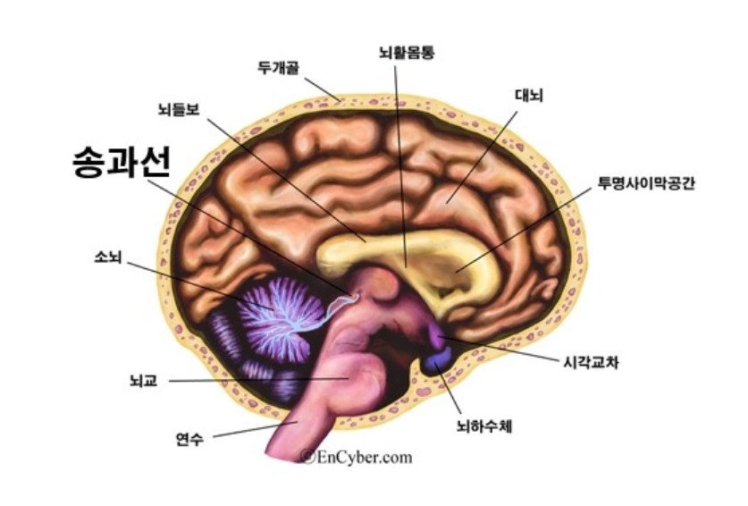 송과체-위치