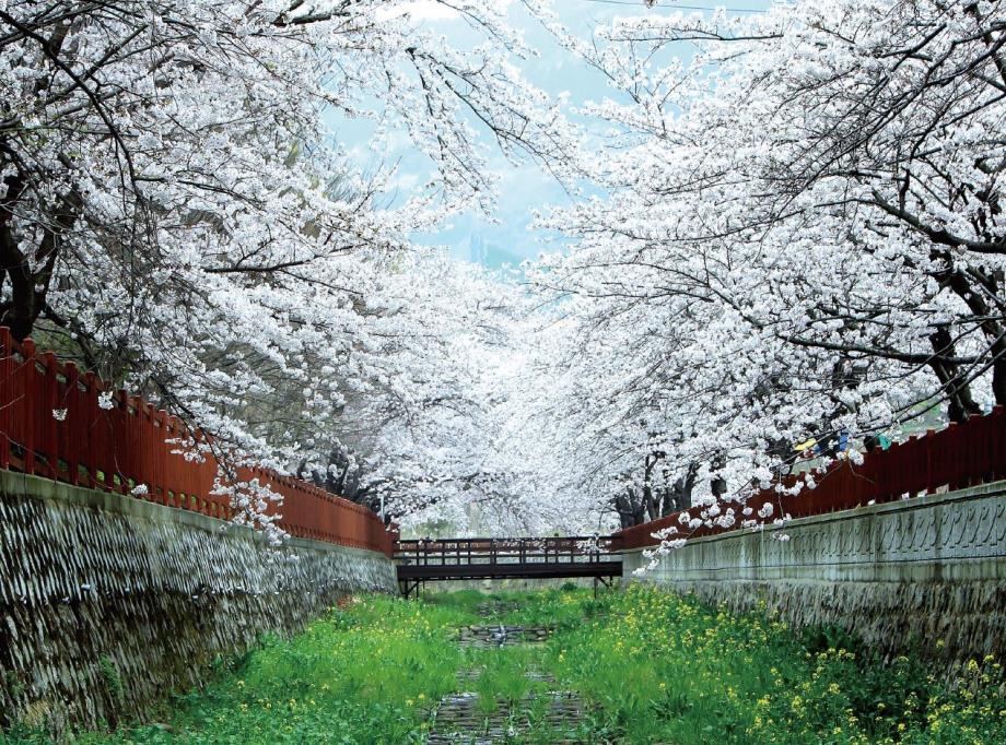 대구 벚꽃 명소 보러 가기