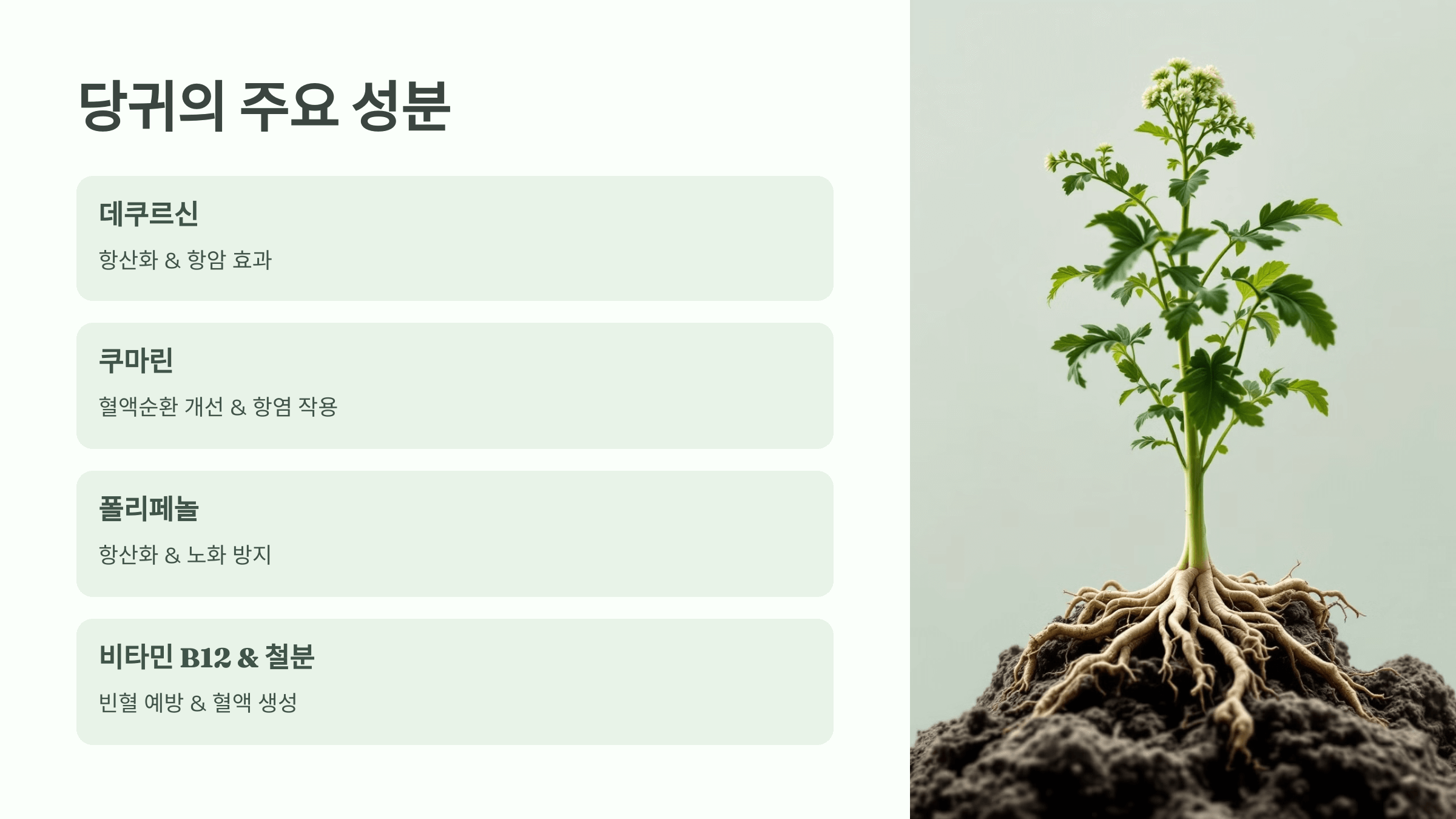 당귀 사진입니다.