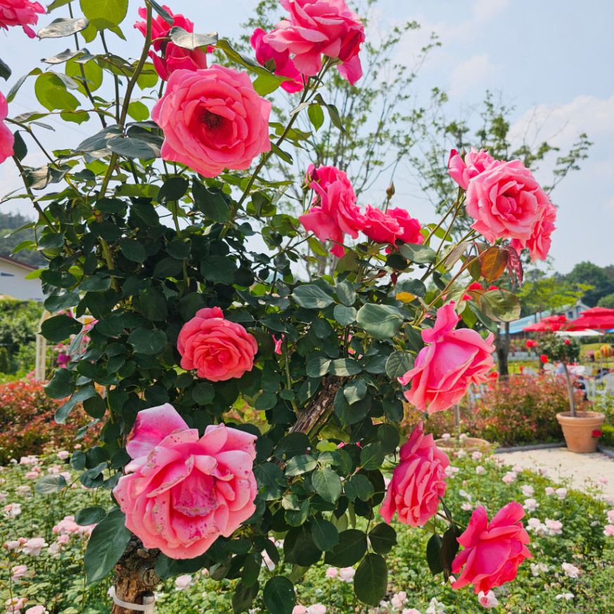 대청호자연생태관