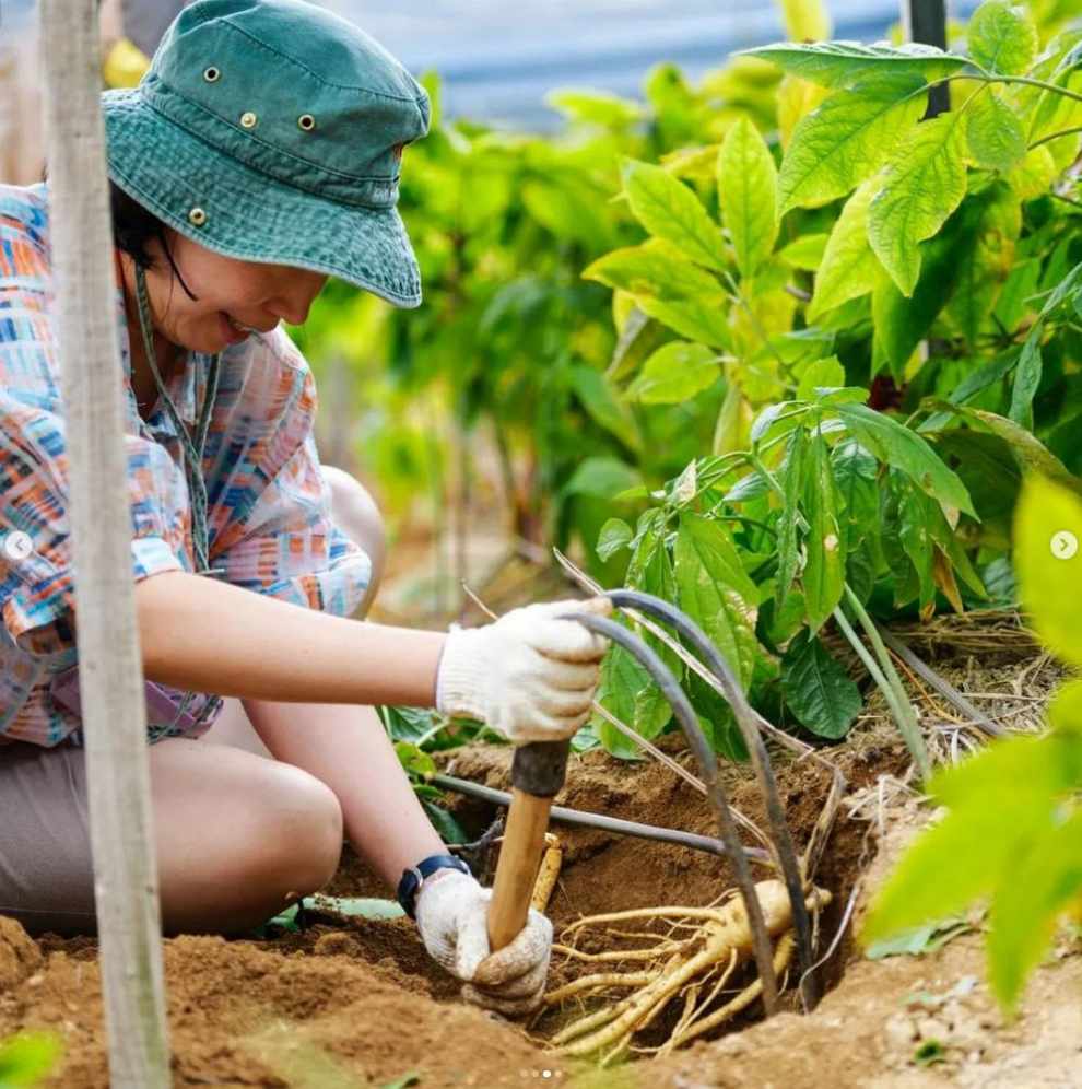 금산세계인삼축제