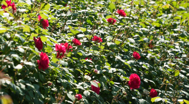 단양 장미터널 완전 정복! 강변 따라 걷는 1.2km의 장미향 산책로