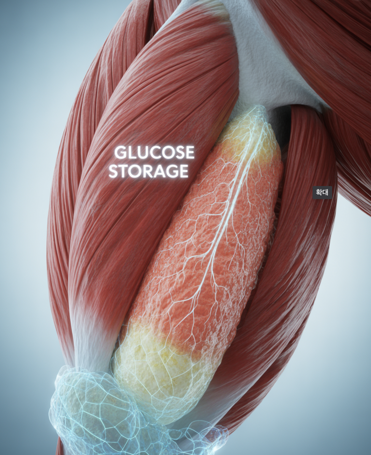 우리 몸 최대의 &amp;#39;포도당 창고&amp;#39;&amp;#44; 허벅지 근육