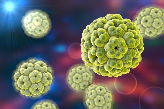 브로모바이러스