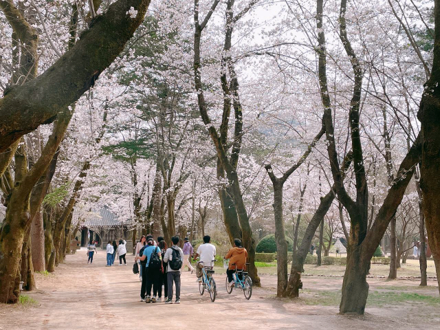 [서울 근교 여행지] 남이섬 봄 여행 필수 코스 ❘ 벚꽃 명소, 자전거길, 셔틀 시간표, 입장료, 배시간, 맛집 정보 모음