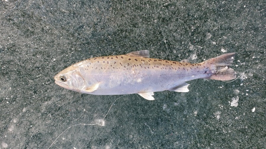 2025 화천 산천어축제, 현장접수 얼음낚시