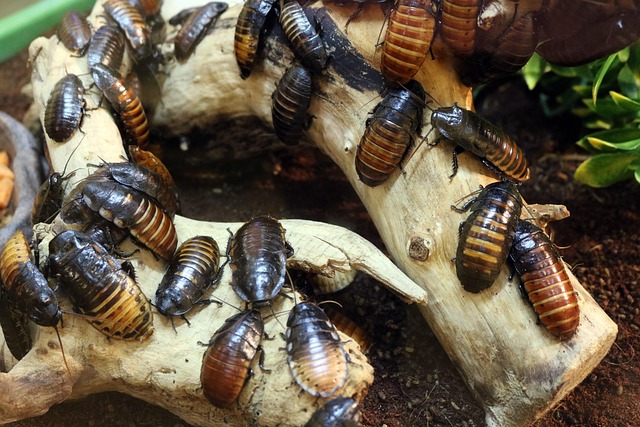 두베이 로치(Dubia Roach) : 파충류 사육자들에게 인기 있는 단백질 공급원