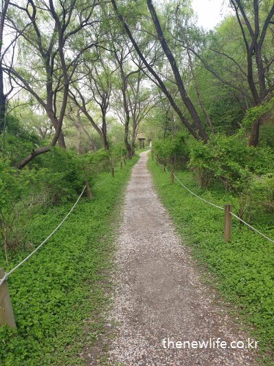 울창한 나무 사이 흙길 걷기 산책로 – 자연 속 걷기를 통한 심리 안정 효과