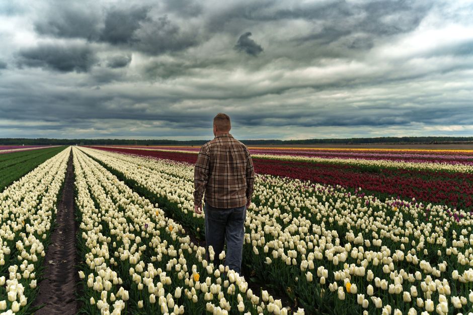 A man in plaid shirt walks through expansive tulip fields under dramatic skies.