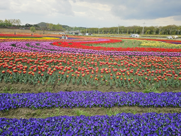 순천 국가정원박람회 튤립 정원