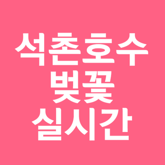 석촌호수 벚꽃 실시간