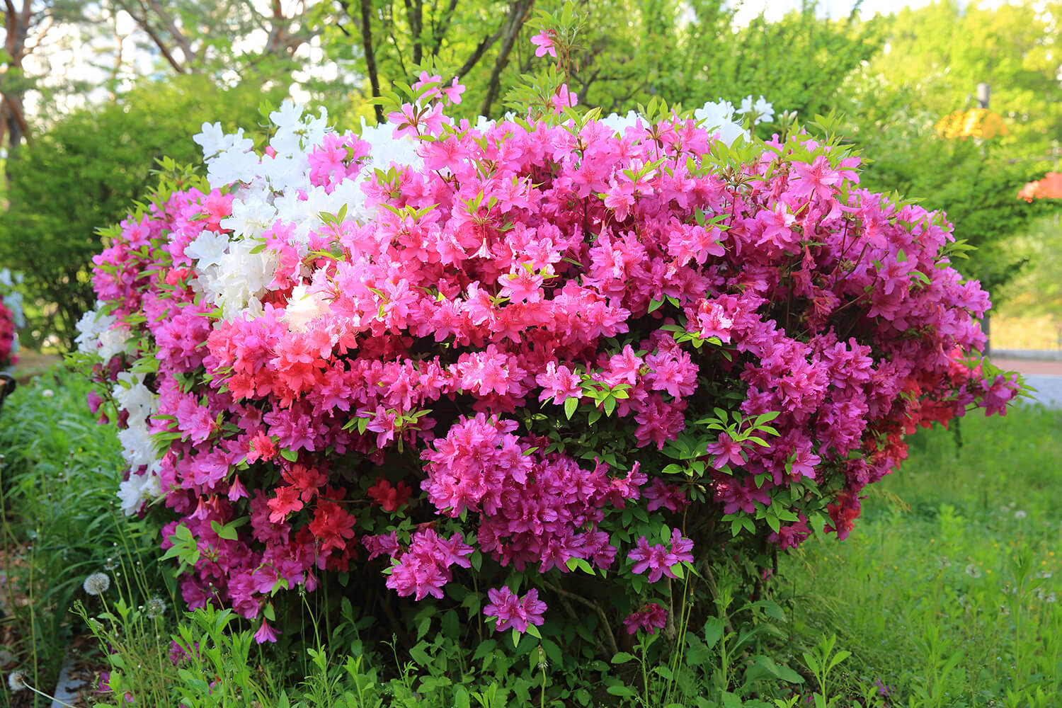 분당중앙공원 철쭉