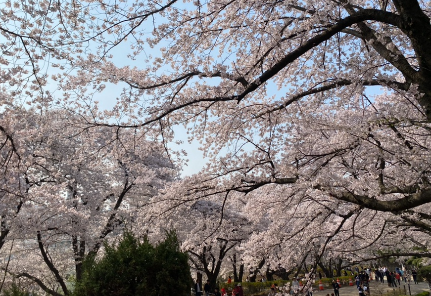 SK인천석유화학 벚꽃동산