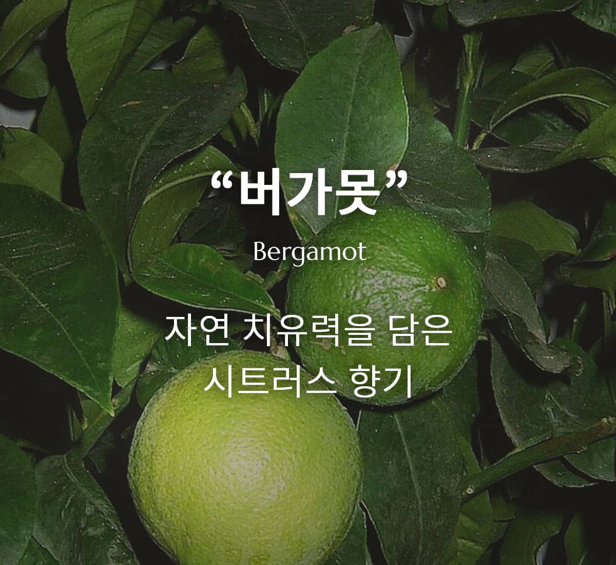 버가못 에센셜 오일의 특성과 효능적 활용법