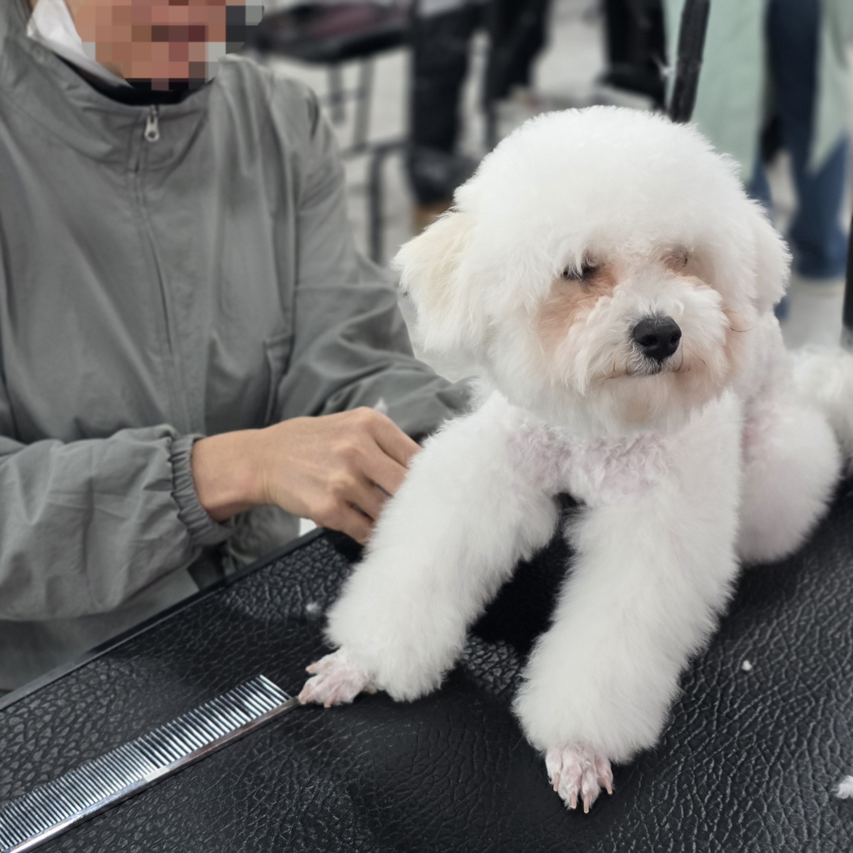 부산강아지미용학원