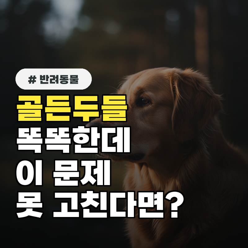 골든두들 똑똑한데 '이 문제' 못 고친다면 훈련 노하우 4가지