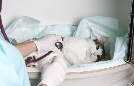 청진기를 맞은 고양이.