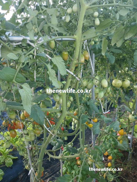 방울토마토 효능 혈압 안정 칼륨