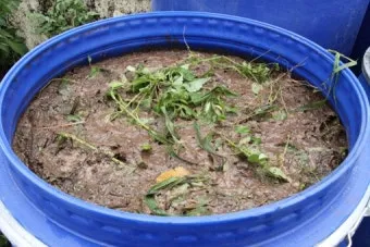 액비 희석비율 주기맞추기 잎색개선 안전한 급수 방법_6