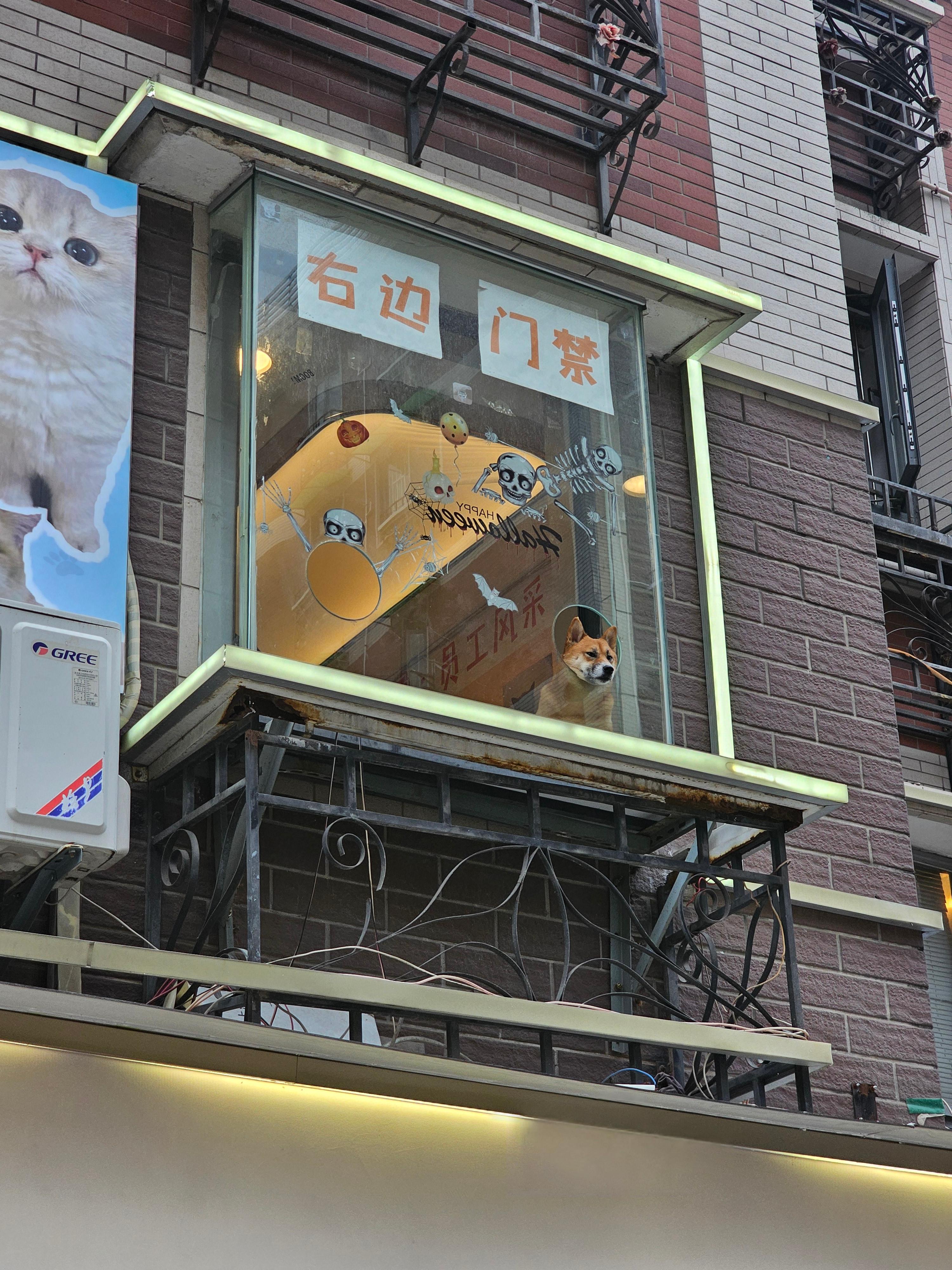 중국어로 강아지 狗