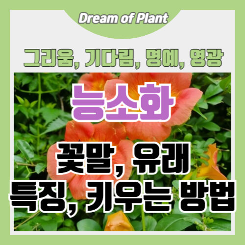 능소화 꽃말과 유래 썸네일 이미지