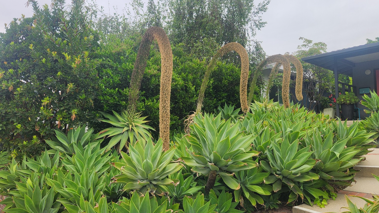 Agave attenuata 
아가베 아테누아타 (Fox Tail Agave)