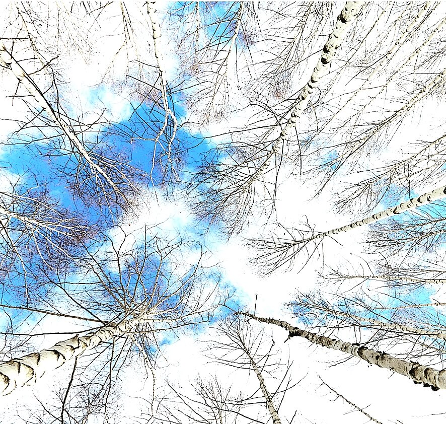 강원도 원대리 자작나무숲