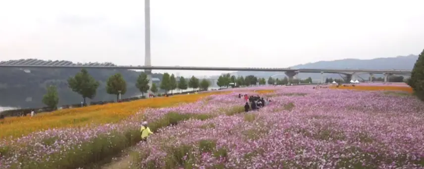 구리-코스모스-꽃단지