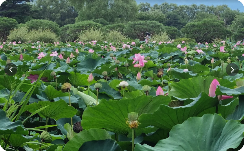 세미원 연꽃