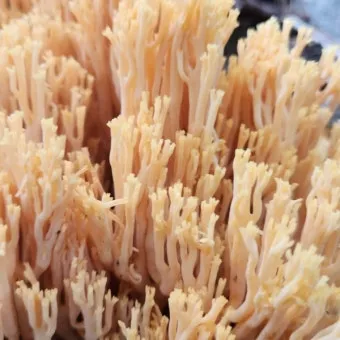 싸리버섯 효능 종류 채취시기 제철 손질법 요리법싸리 보관방법 정리_16