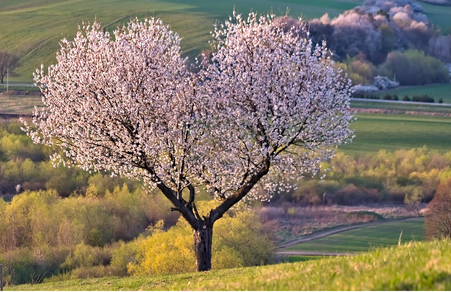 기쁨, 행복, 감사 같은 긍정적 감정을 더 자주 경험하는 법