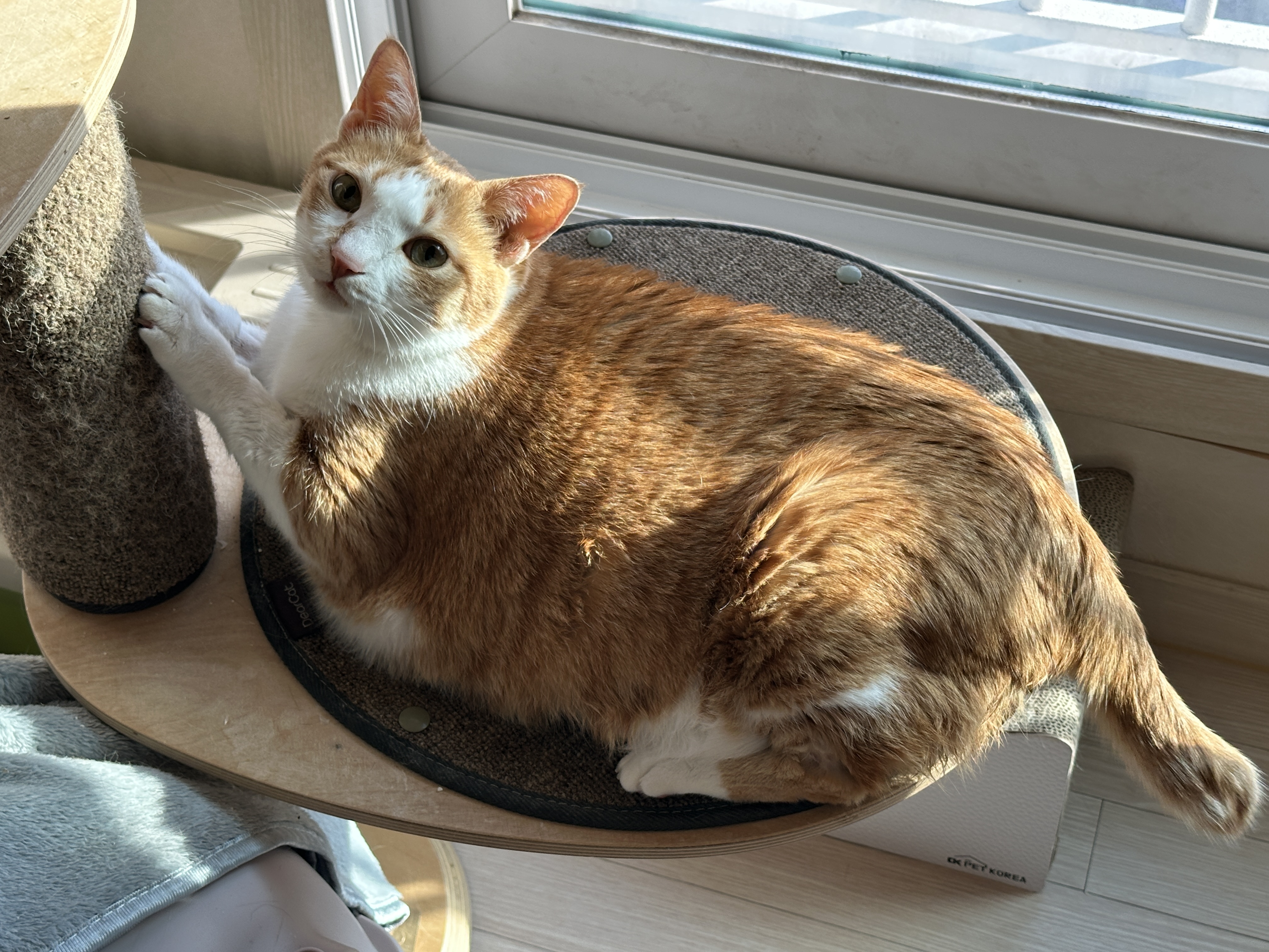 밥먹고_신난_호야_캣폴에_매달려서_스크래칭하며_아이컨택중_1