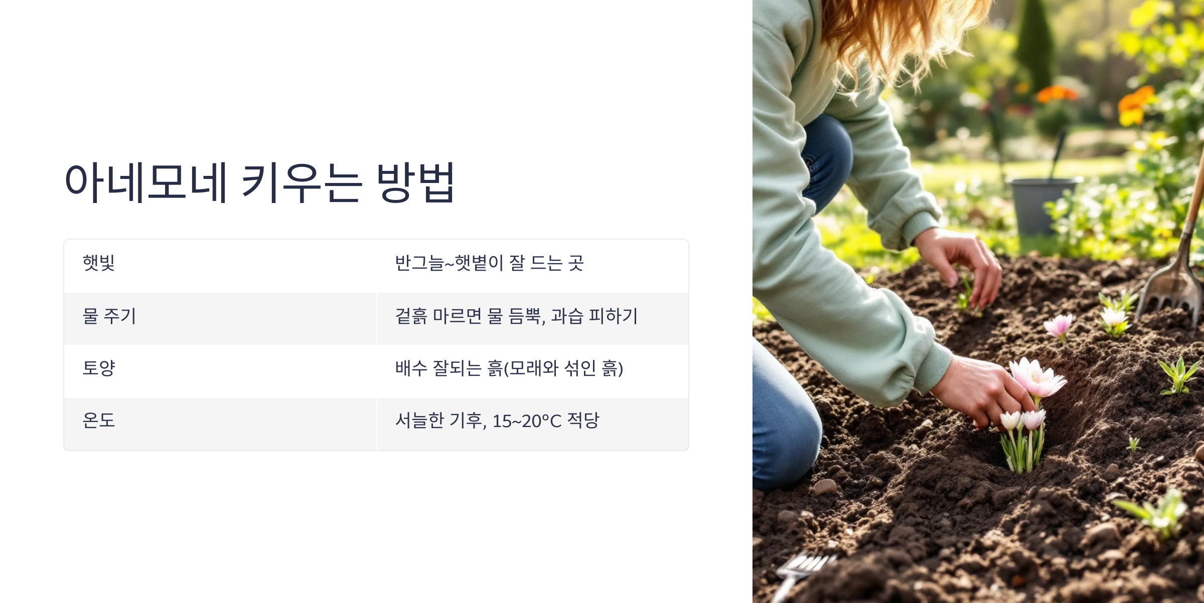 아네모네 사진