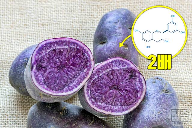 치매에 좋은 음식 치매예방음식 플라바놀 함량 높은 자색감자