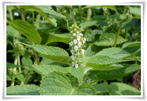 텃밭 "6월, 들깨 심으세요!" 고소함 가득 씨앗부터 수확까지 완벽 가이드!