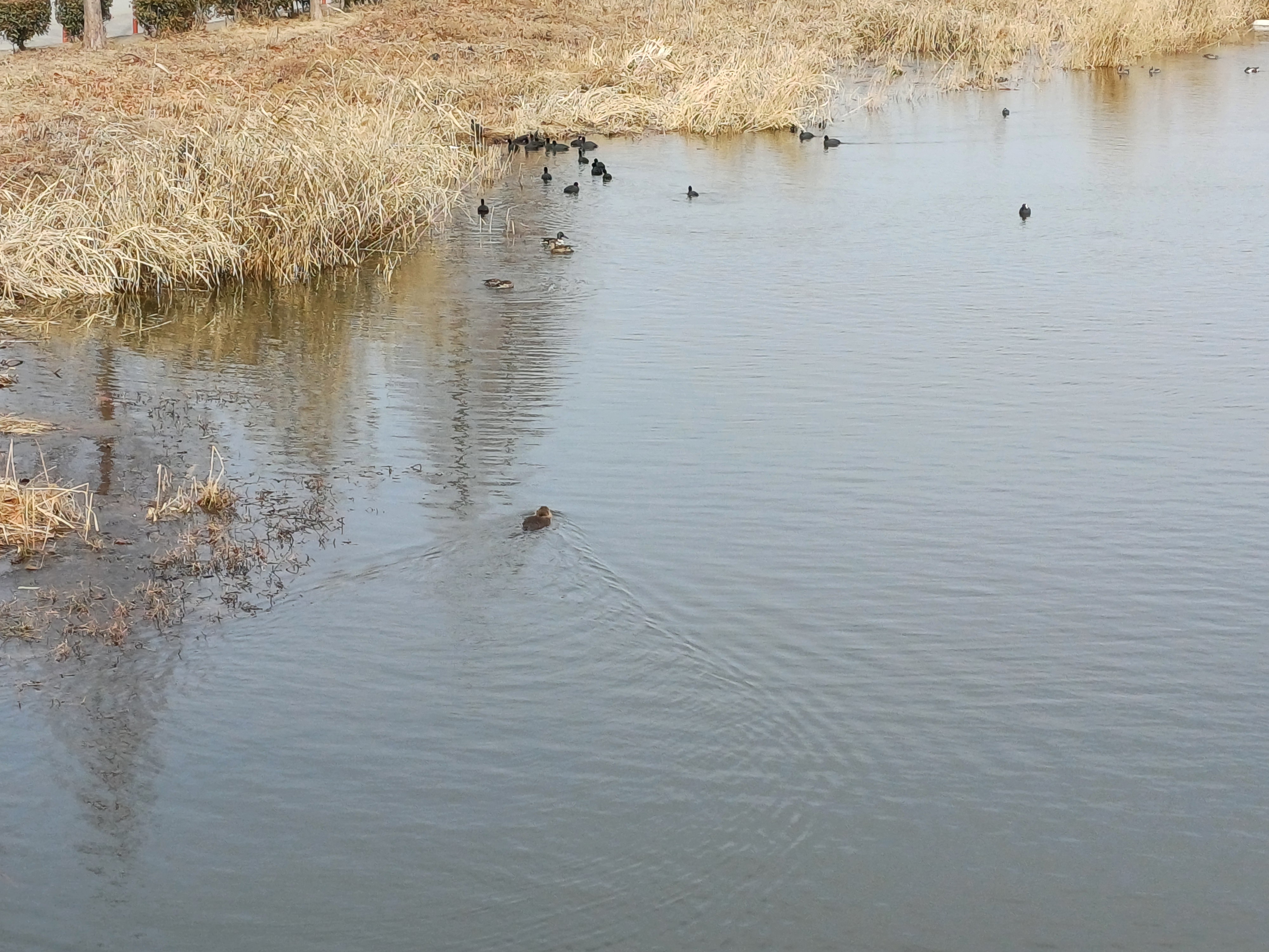 A swimming nutria