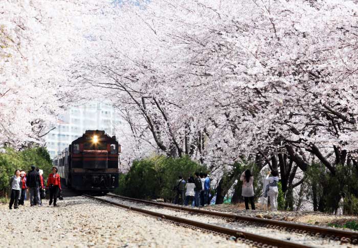 경상도 경남 벚꽃 여행 캠핑 카라반 글램핑 명소 경상남도 감성 캠핑장 추천 반려견 진해군항제캠핑