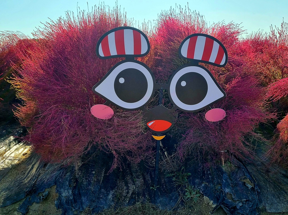 2024 양주 나리공원 천일홍 축제: 수도권에서 핑크뮬리, 댑싸리, 팜파스를 볼 수 있는 가을 여행지