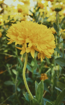영취산 진달래 축제