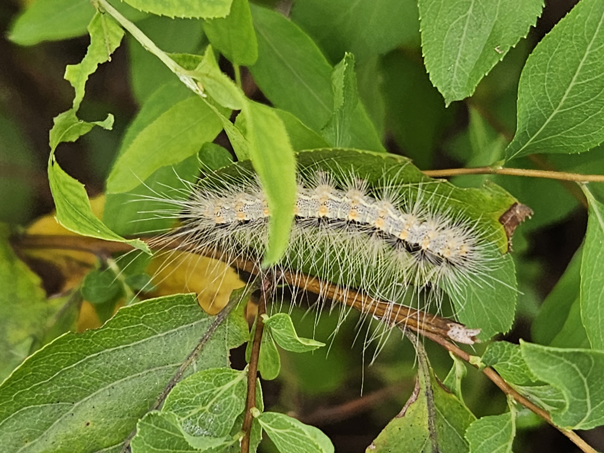 미국흰불나방17